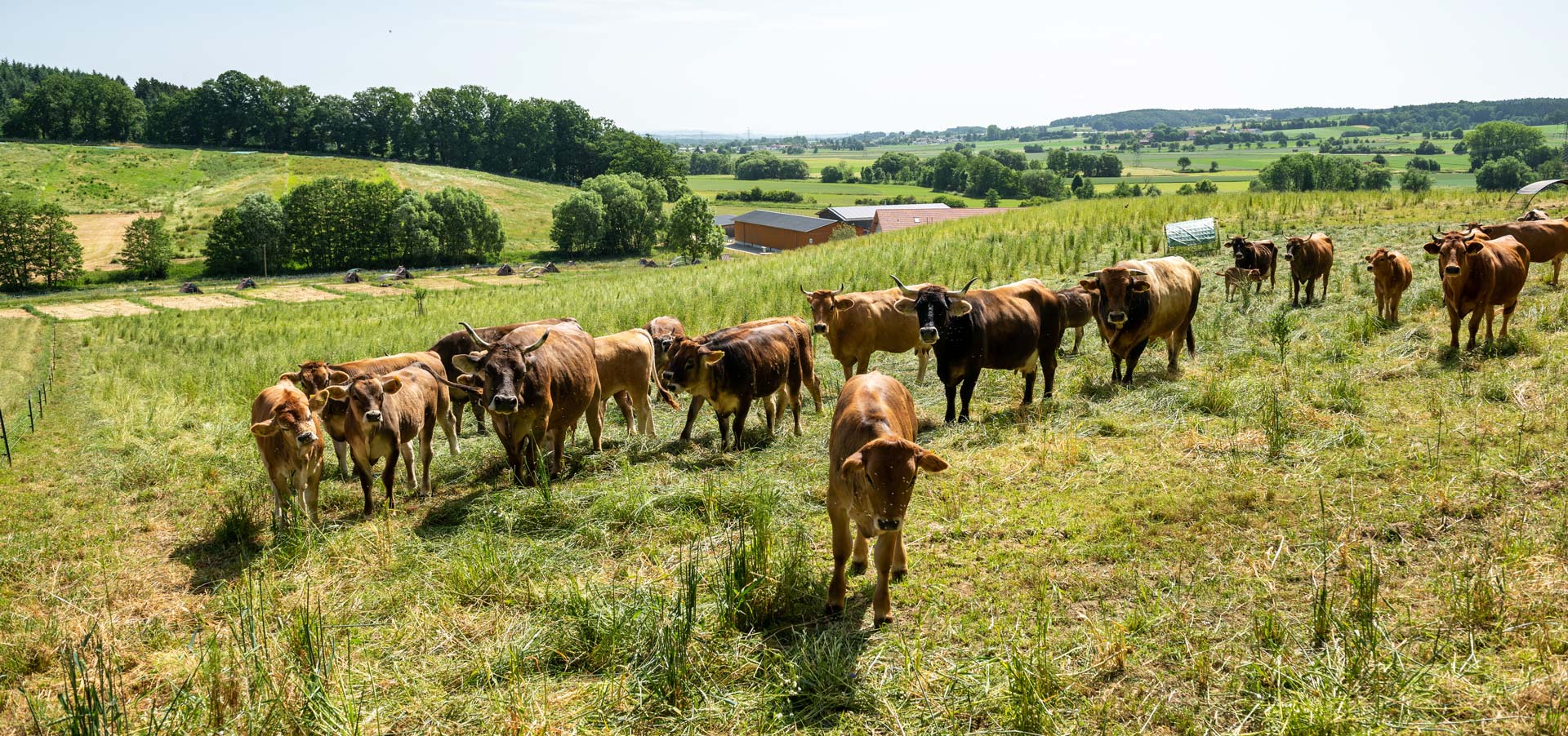 Unsere Rinder sind das ganze Jahr auf der Weide - pures Glück