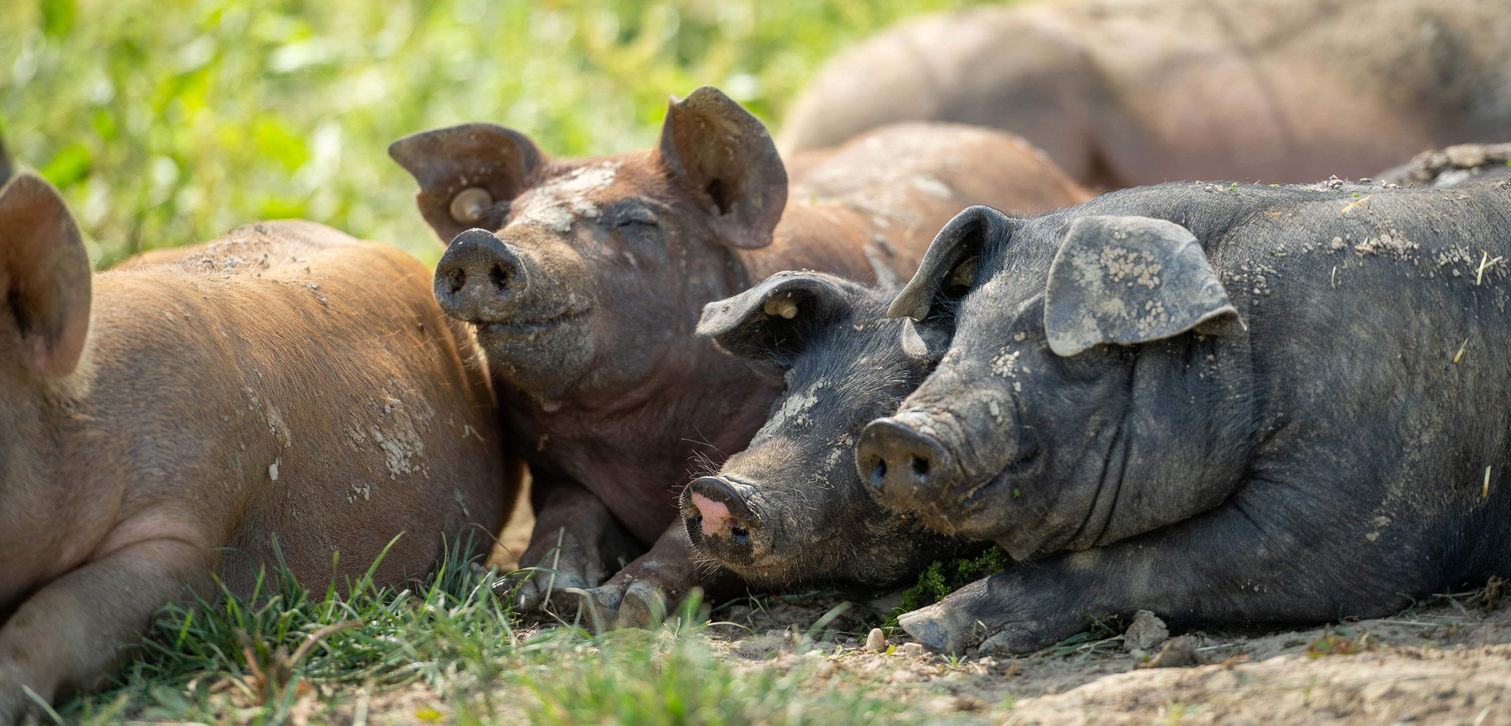 Bei uns fühlen sich die Schweine sprichwörtlich Sauwohl und sind glücklich
