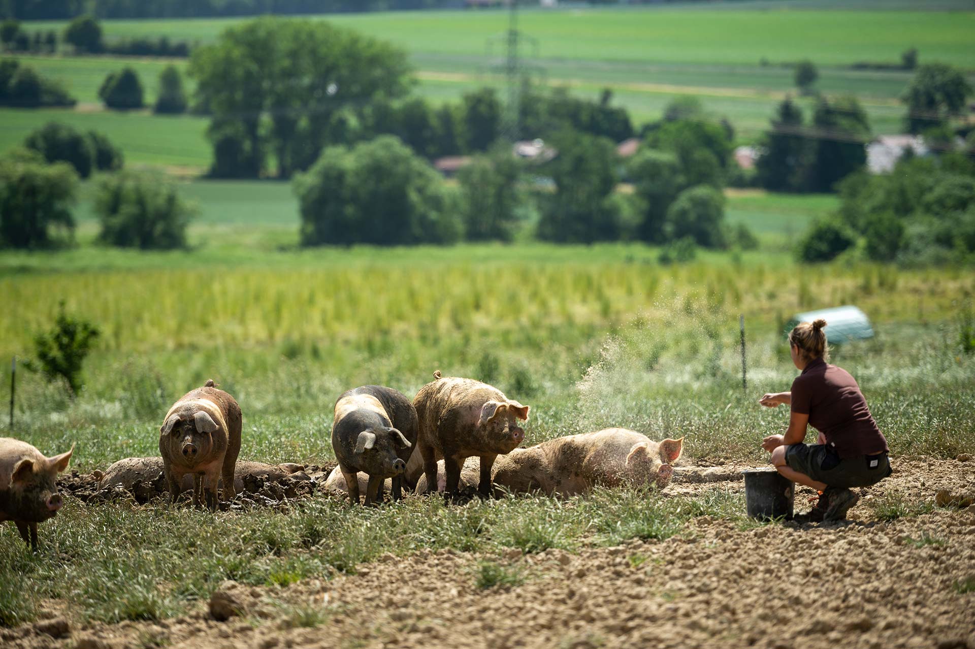 Glückliche Schweine bei Land.Luft in Leberfing (Niederbayern) - www.tierglueck.landluft.bio