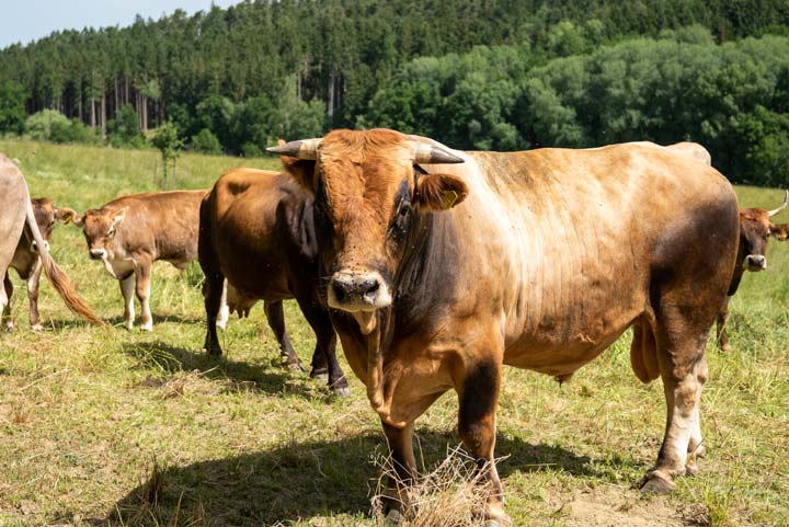 Murnau-Werdenfelser Rinder auf den Weideflächen bei Land.Luft Leberfing