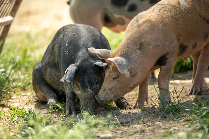 Unsere Schweine: Schwäbisch-Hällisch mit Einschlägen von Duroc