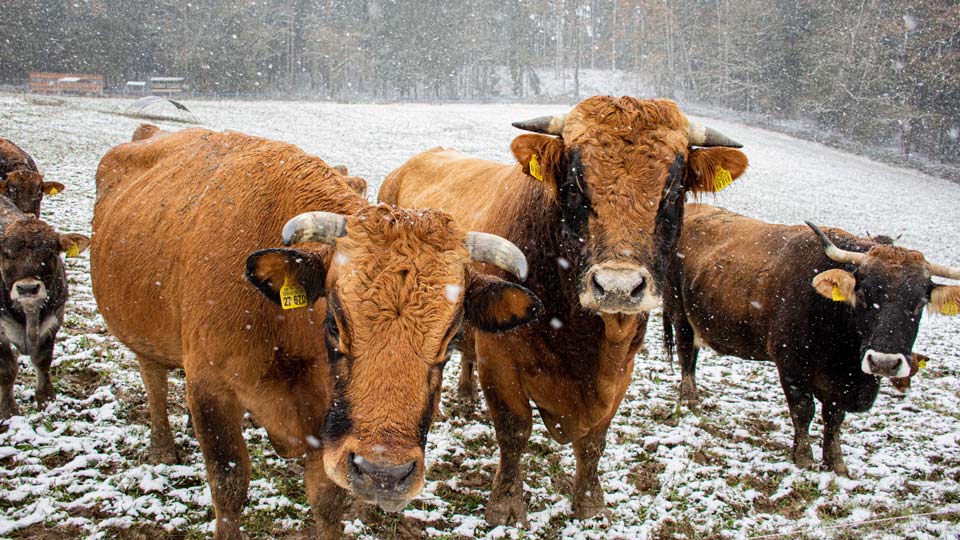 Murnau-Werdenfelser Rinder auf den Weideflächen bei Land.Luft Leberfing