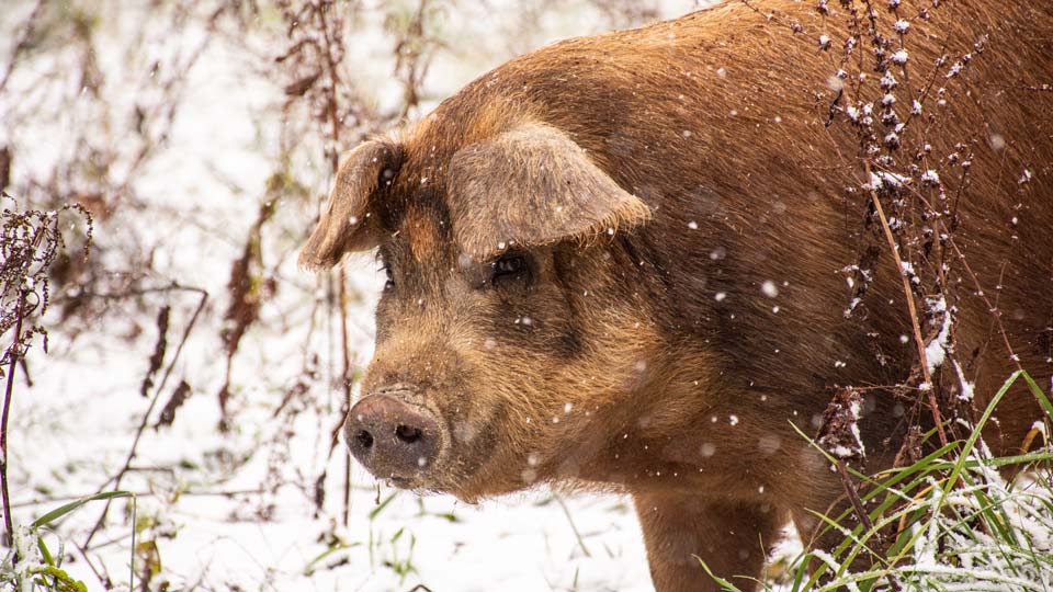 Unsere Schweine: Schwäbisch-Hällisch mit Einschlägen von Duroc